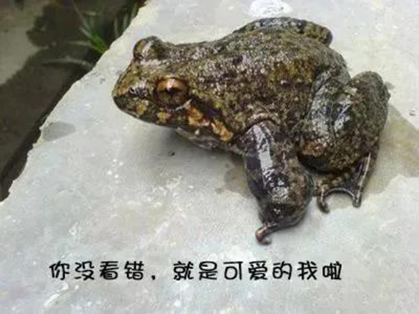 石蛙是二級保護動物嗎 石蛙是不是保護動物