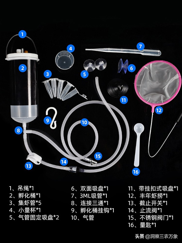 豐年蝦孵化後能活多久 豐年蝦孵化幾個小時