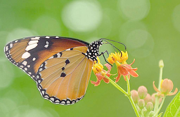蝴蝶是什麼動物 蝴蝶是什麼動物的統稱