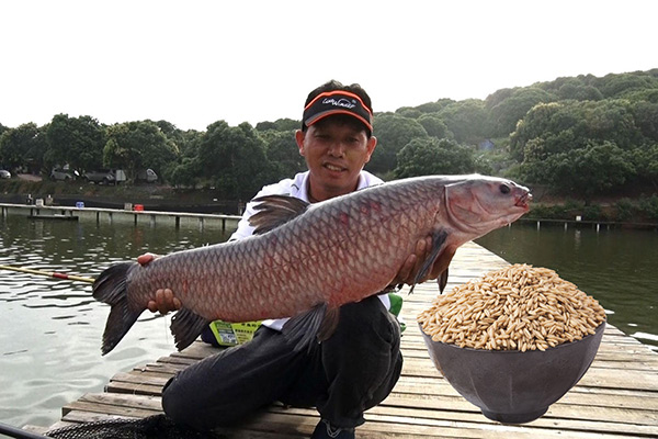 青魚喜歡吃什麼食物 愛吃什麼餌料