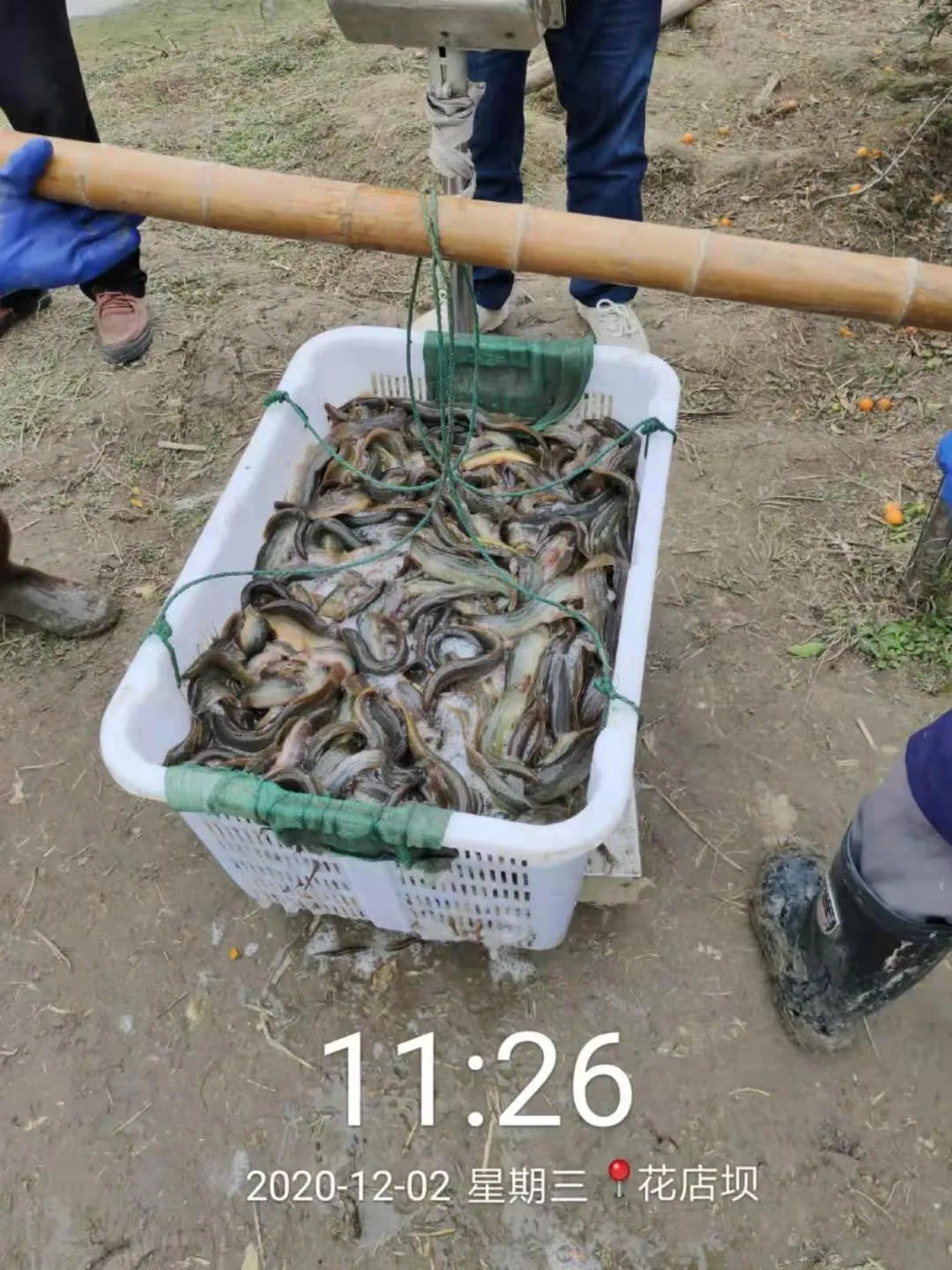 泥鰍養殖怎麼樣 泥鰍好養嗎