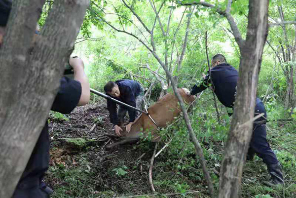 鹿是國傢幾級保護動物 品種圖片大全