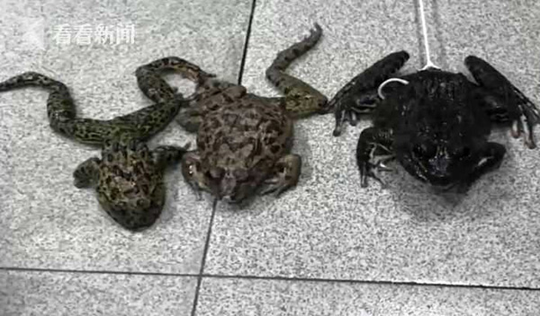 青蛙屬於幾級保護動物 國傢保護青蛙的種類