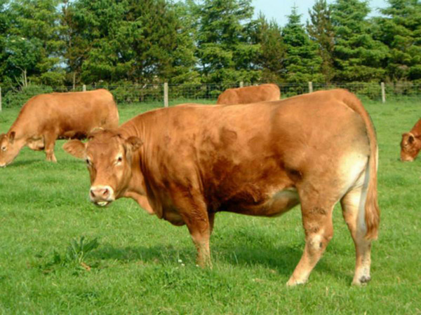 黃牛放養一年能長多大 養嗎生長周期是多長
