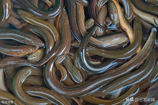 鱔魚吃什麼食物 養殖鱔魚吃什麼飼料