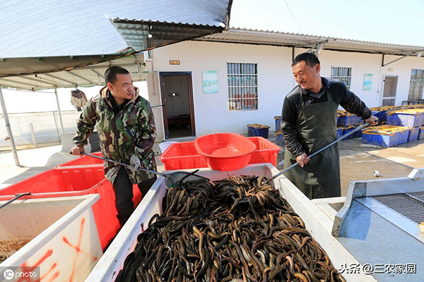 鱔魚吃什麼食物 養殖鱔魚吃什麼飼料