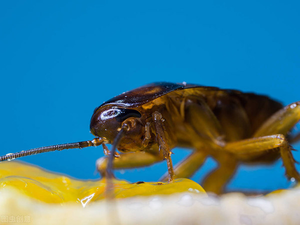 蟑螂喜歡吃什麼食物 誘捕蟑螂最有效的食物