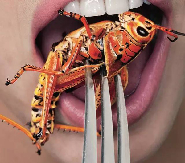 蟑螂吃瞭會怎麼樣 蟑螂是怎麼形成的