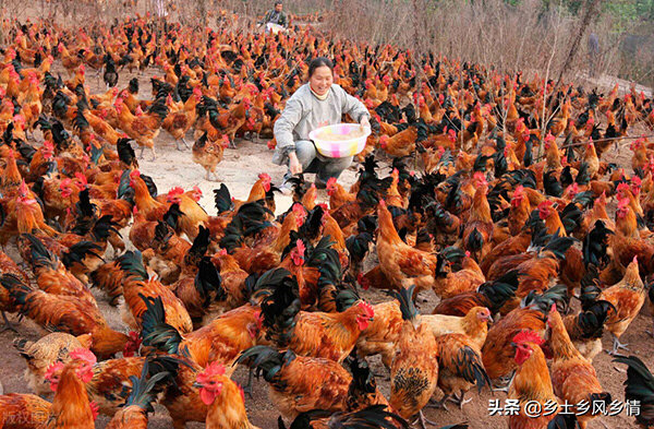 小雞喂什麼飼料長得快 散養土雞飼料怎麼配