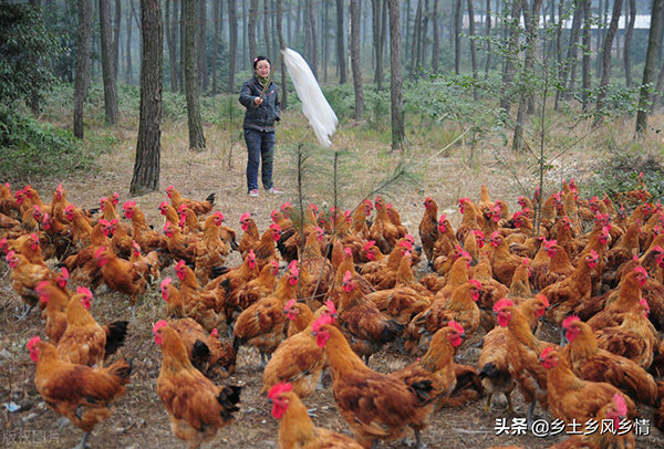 小雞喂什麼飼料長得快 散養土雞飼料怎麼配