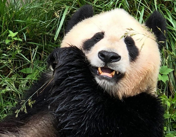 熊貓愛吃什麼食物 特點和愛好