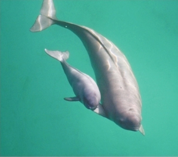 江豚是幾級保護動物 江豚是瀕危物種嗎
