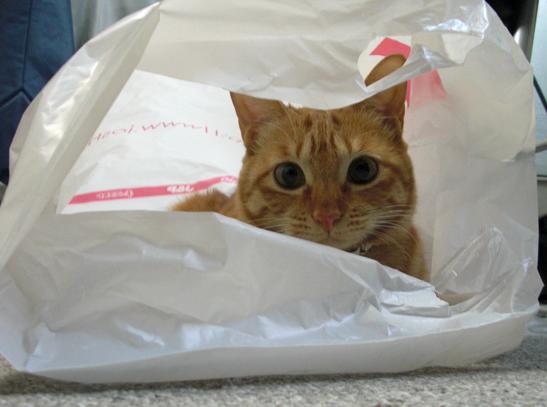 貓吃塑料袋是怎麼回事 寵物貓吃瞭塑料袋子怎麼解決