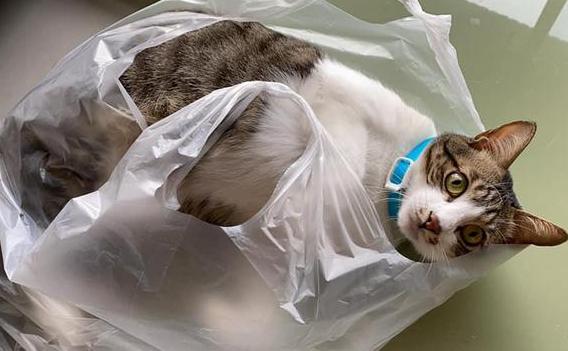 貓吃塑料袋是怎麼回事 寵物貓吃瞭塑料袋子怎麼解決