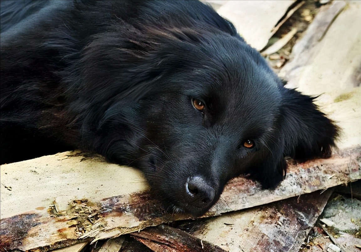 狗狗壽命快到瞭的癥狀 老年狗臨死前會有哪些表現
