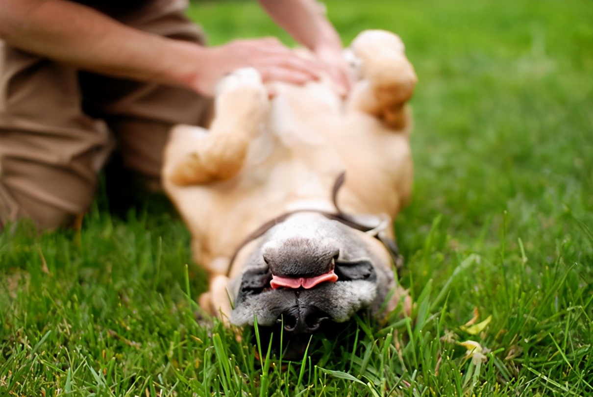 比熊生氣的表現 比熊犬突然脾氣暴躁什麼樣子