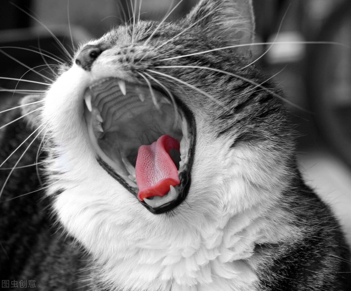 貓舌頭發黑是為什麼 小貓舌頭中間有黑渣子是什麼原因
