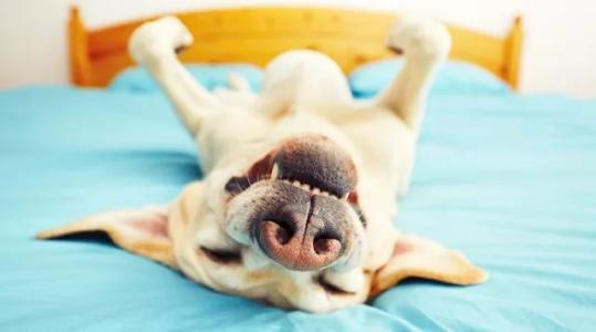 狗打呼嚕怎麼回事 小狗睡覺打呼嚕很大聲的5個原因