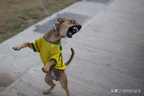 狗狗驚嚇過度的癥狀表現 狗嚴重驚嚇應激反應的表現