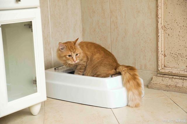 貓砂堵廁所瞭多久能溶解掉 膨潤土貓砂堵廁所瞭怎麼疏通