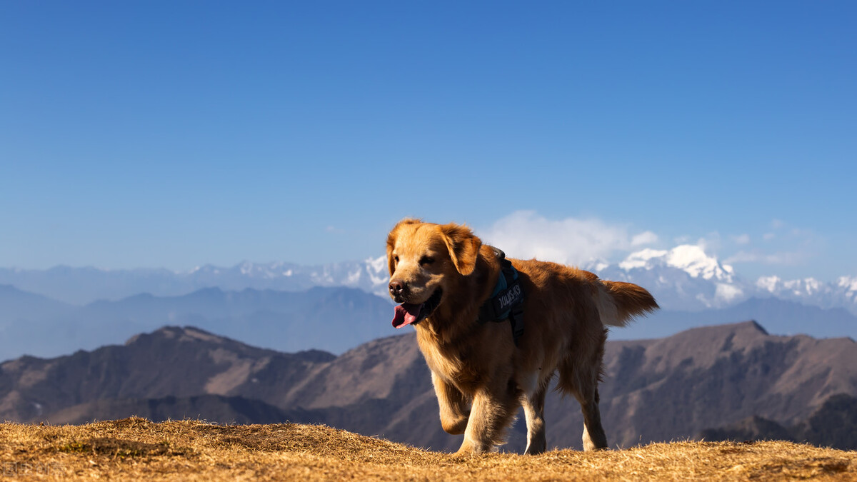 金毛幾個月開始猛長身體 大型犬金毛多大開始長得特別快