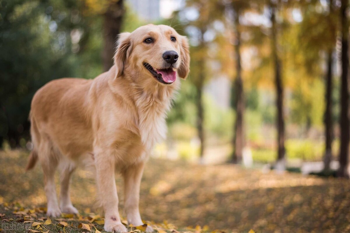 金毛幾個月開始猛長身體 大型犬金毛多大開始長得特別快