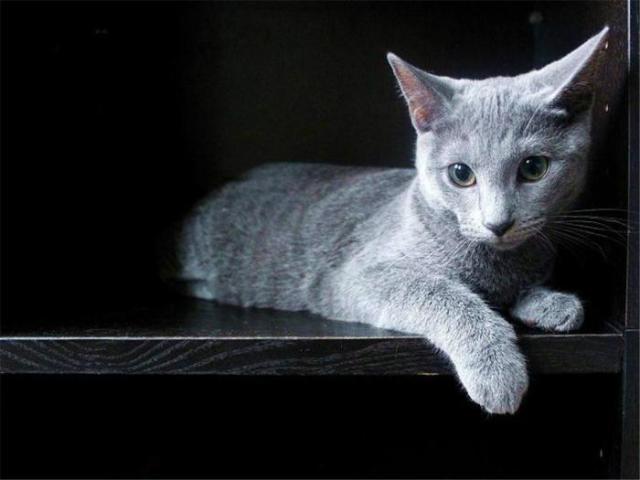 俄羅斯藍貓和英短藍貓哪個貴 兩種藍貓有什麼區別