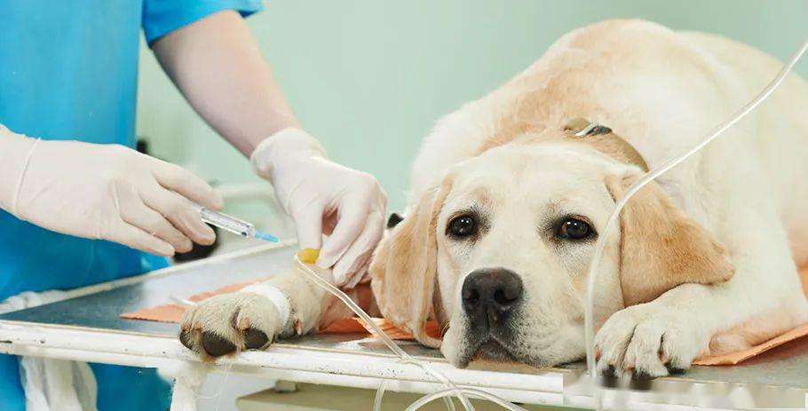 狗狗胰腺炎在傢自救方法 狗得慢性胰腺炎在傢怎麼治
