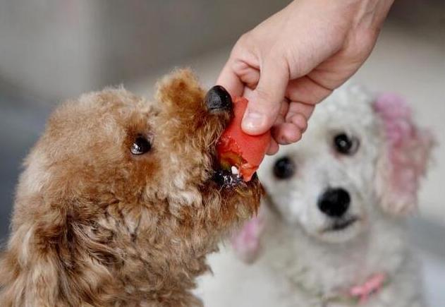 狗能不能吃胡蘿卜 小狗可以吃烘幹的胡蘿卜嗎