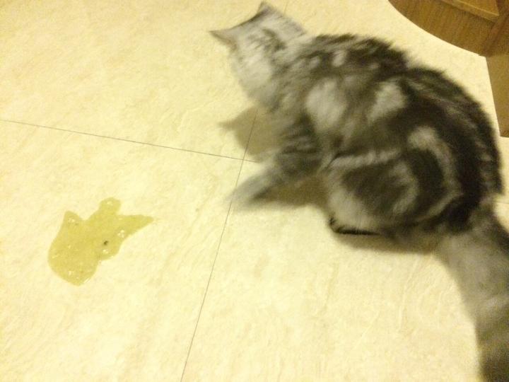 貓咪吐瞭黃色的嘔吐物 貓嘔吐黃褐色液體怎麼辦