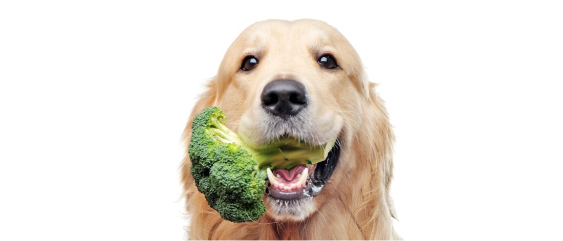 狗狗能吃西蘭花嗎 幼犬吃西蘭花是生吃還是煮熟