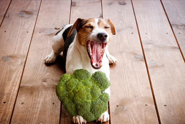 狗狗能吃西蘭花嗎 幼犬吃西蘭花是生吃還是煮熟