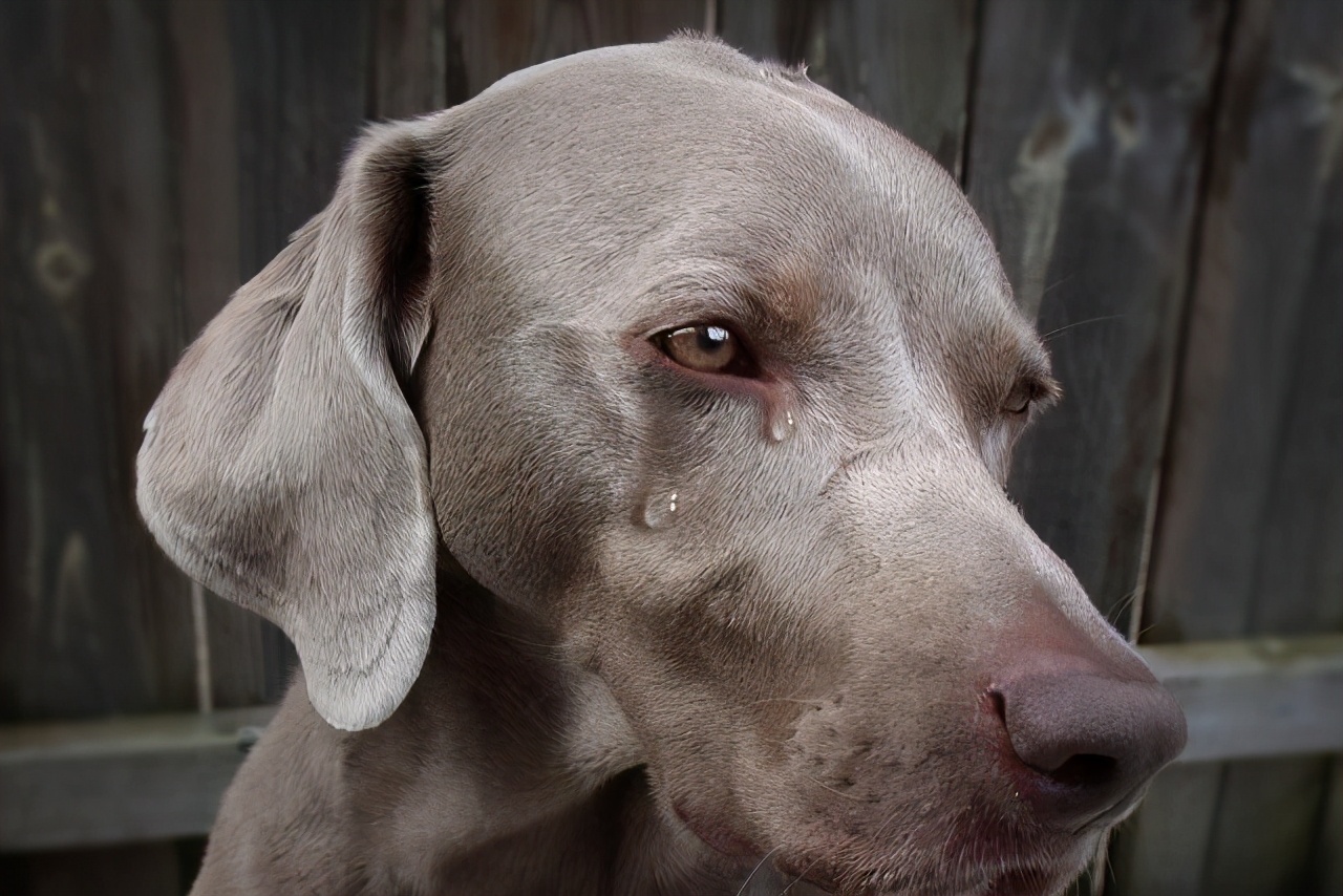 狗狗流淚怎麼回事 狗眼睛腫瞭淚痕嚴重是什麼原因
