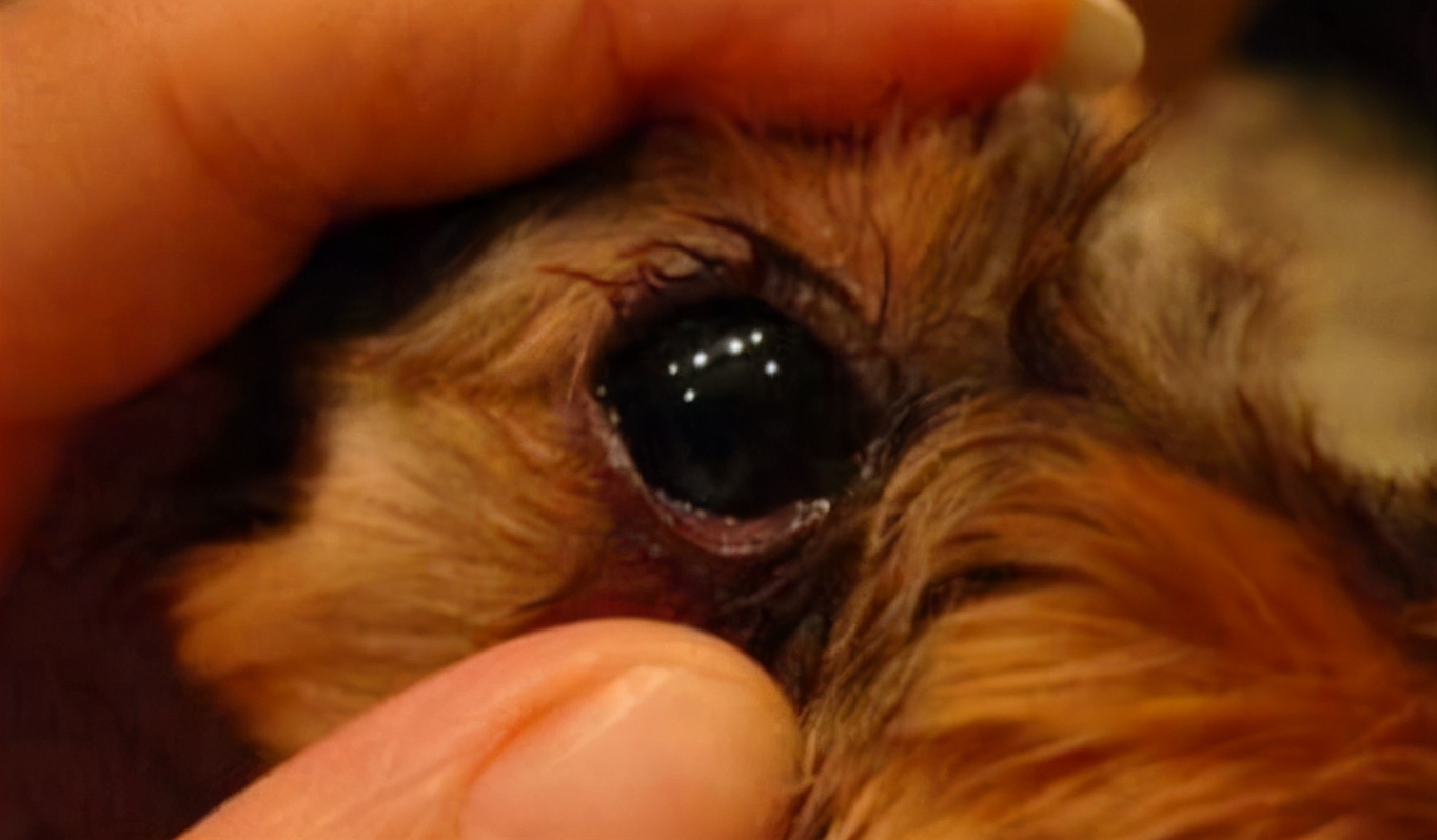 狗狗流淚怎麼回事 狗眼睛腫瞭淚痕嚴重是什麼原因
