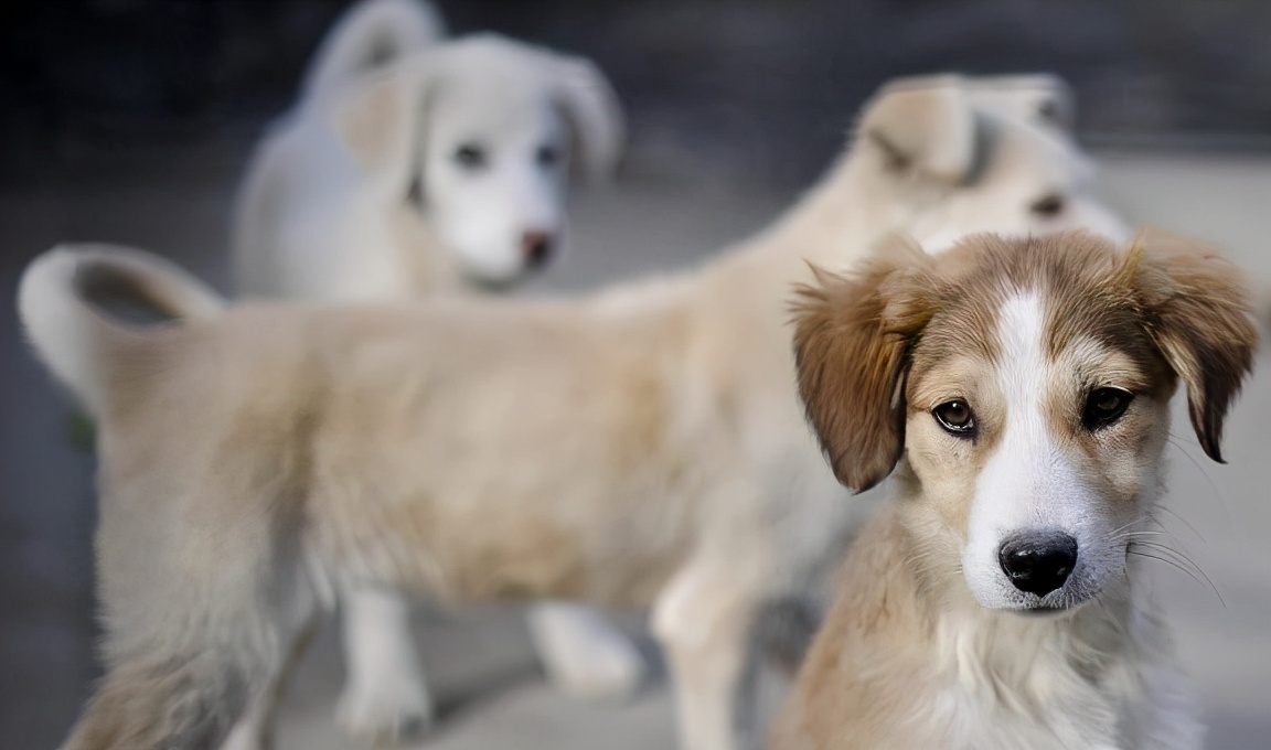 狗打狂犬疫苗多久一次 小狗接種狂犬疫苗多久有效
