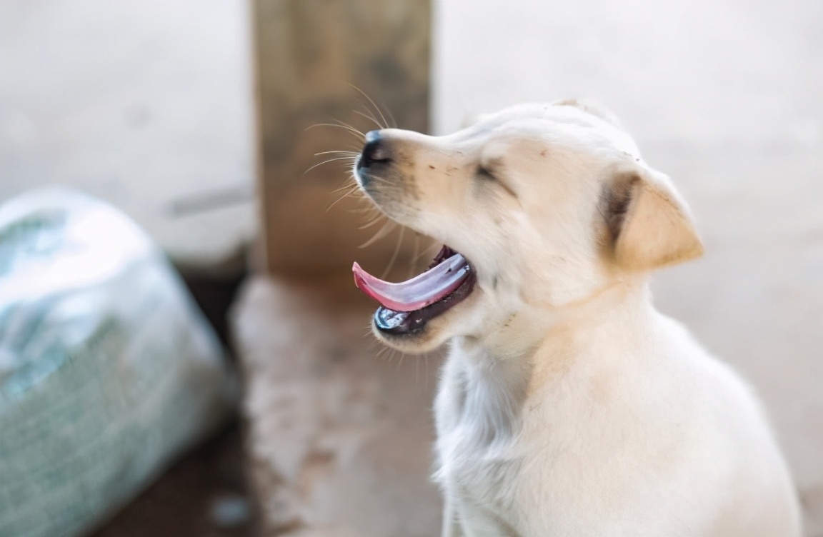 狗打狂犬疫苗多久一次 小狗接種狂犬疫苗多久有效