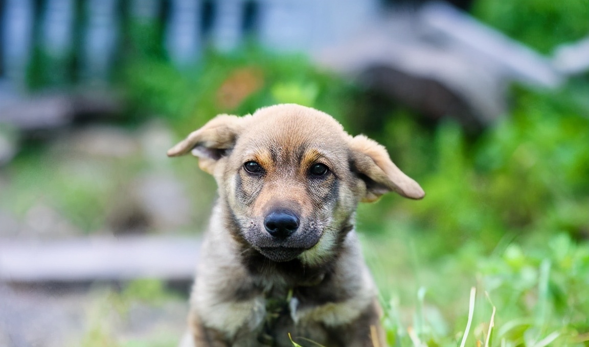 狗打狂犬疫苗多久一次 小狗接種狂犬疫苗多久有效