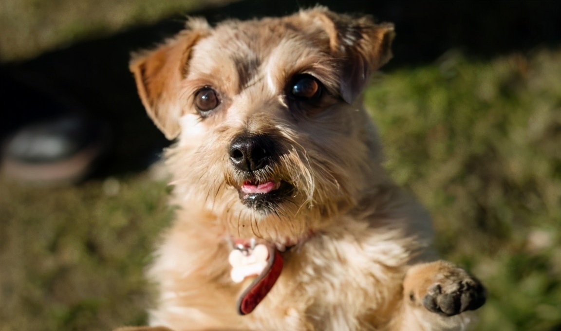 狗打狂犬疫苗多久一次 小狗接種狂犬疫苗多久有效