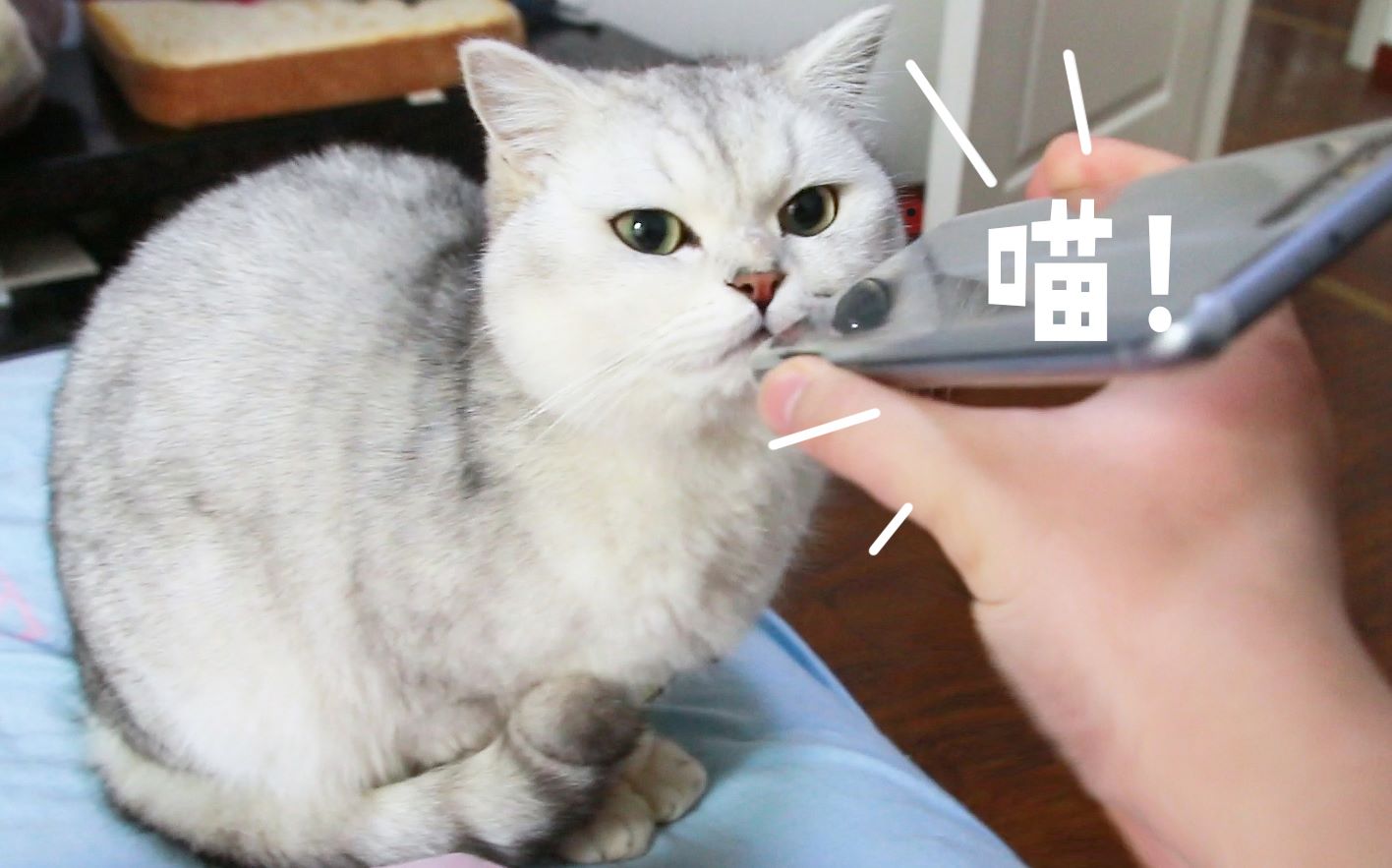 貓咪的聲音叫聲大全 貓咪的11種叫聲都代表什麼意思