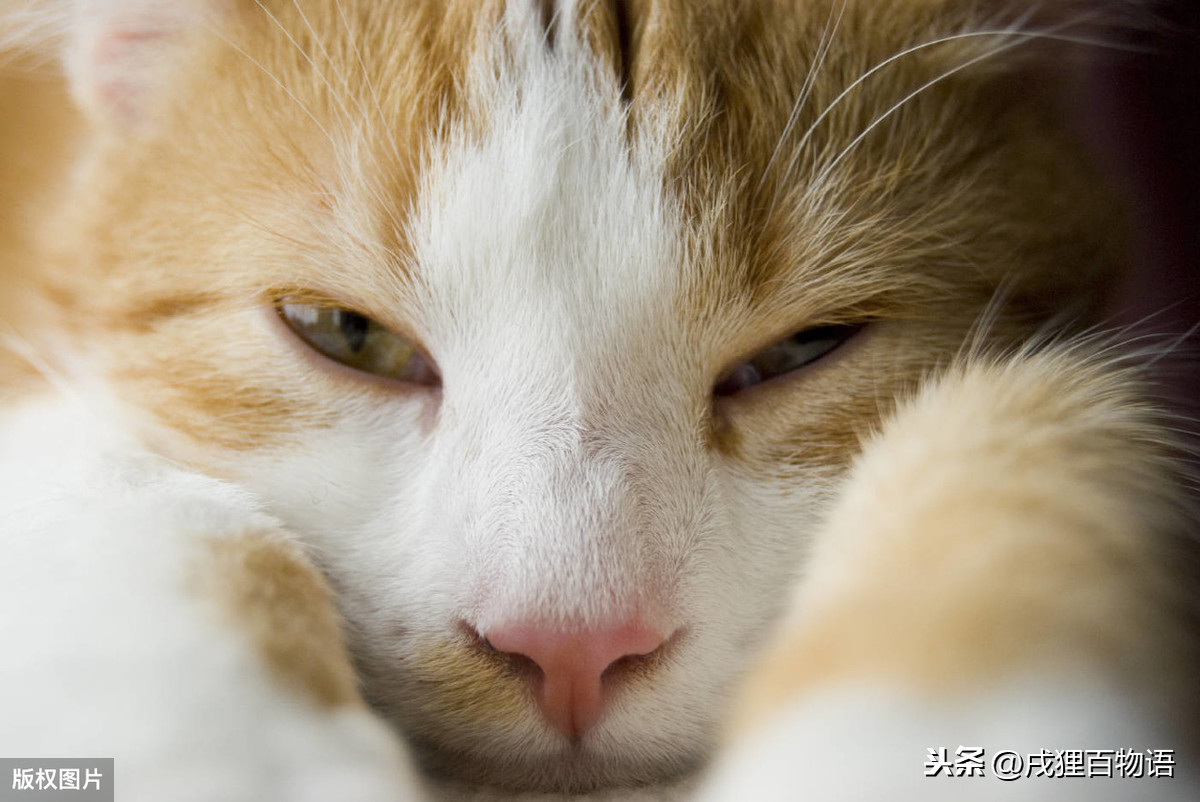 怎麼判斷貓咪發燒 沒有溫度計怎麼判斷發燒