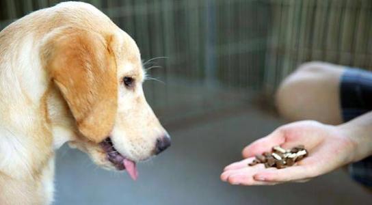 狗狗吃完驅蟲藥的反應 狗吃驅蟲藥後的三種常見癥狀