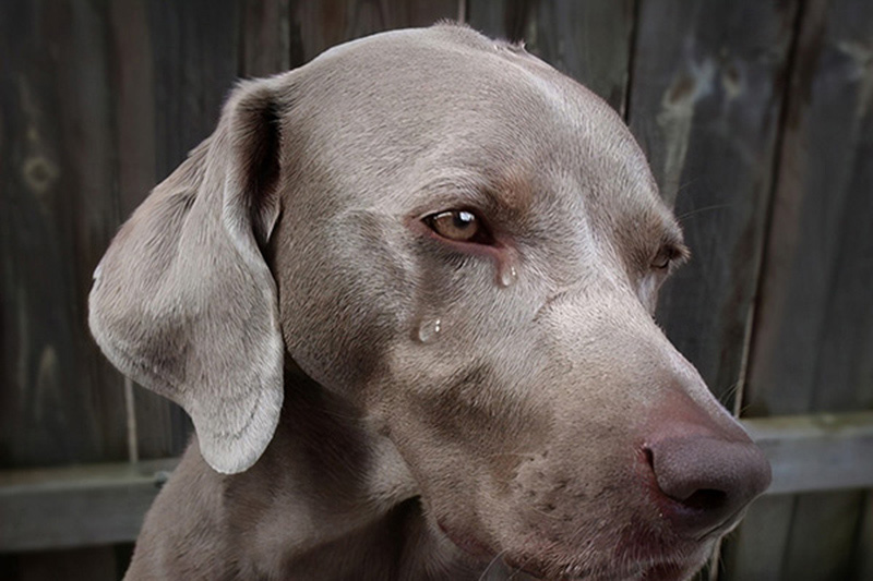 狗流眼淚是什麼原因引起的 成年狗經常流淚的5大原因