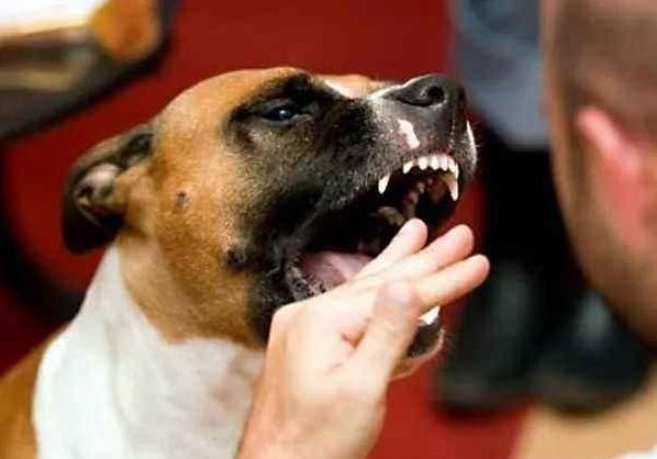 如何判斷狗有沒有狂犬病 如何檢測自傢養的狗有無狂犬病