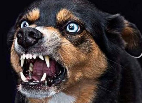 如何判斷狗有沒有狂犬病 如何檢測自傢養的狗有無狂犬病