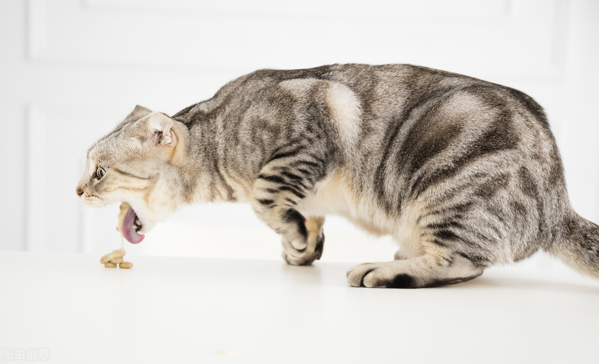 貓吐瞭怎麼辦吃什麼藥 貓不吃東西愛吐沒精神怎麼辦