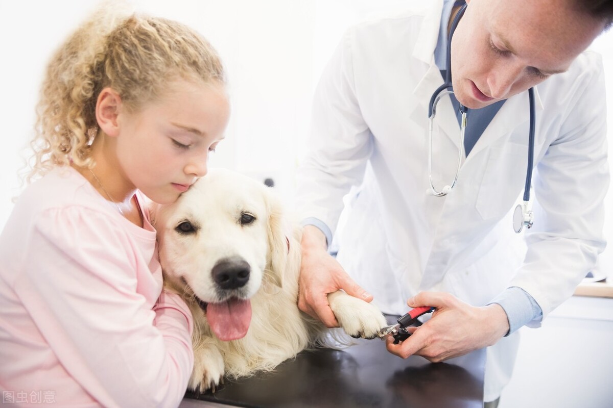 泰迪狗狗吐黃水帶泡沫是怎麼回事 泰迪幼犬嘔吐黃水怎麼治