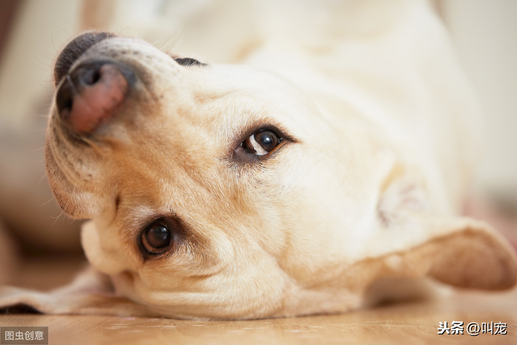 狗狗打疫苗多久能洗澡 幼犬打疫苗前後要註意什麼