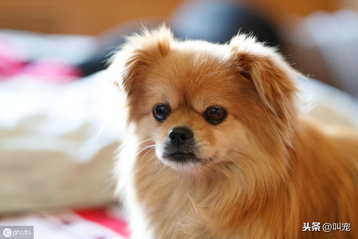 狗狗打疫苗多久能洗澡 幼犬打疫苗前後要註意什麼