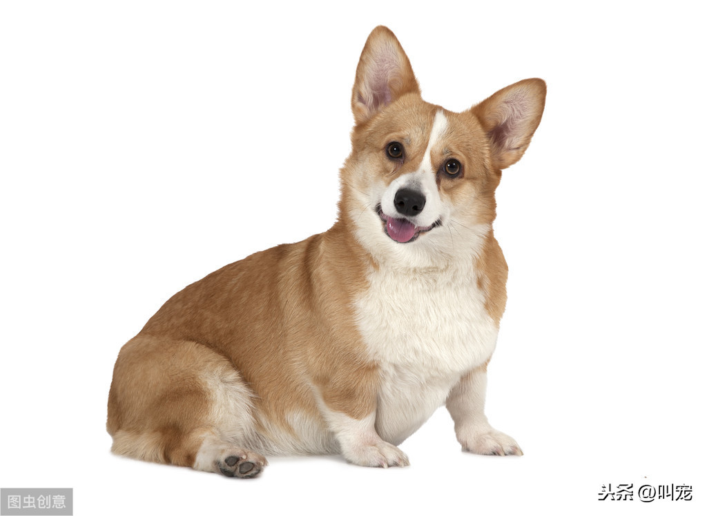 狗狗打疫苗多久能洗澡 幼犬打疫苗前後要註意什麼