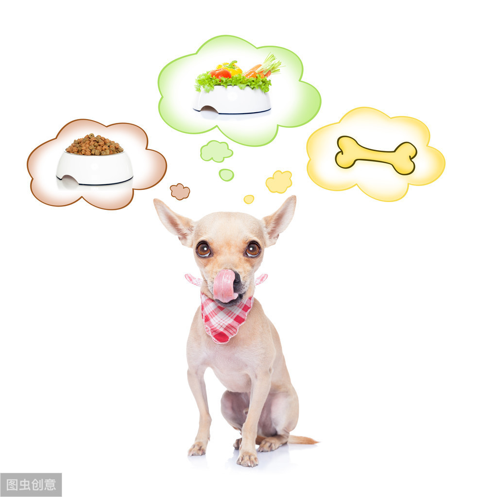 狗狗吃什麼蔬菜對身體好 狗補充營養最好的5種蔬菜